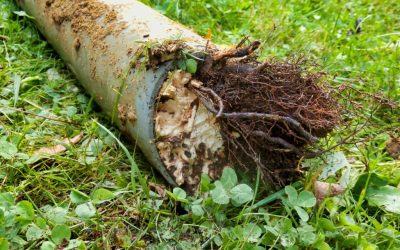 clearing tree roots in pipes