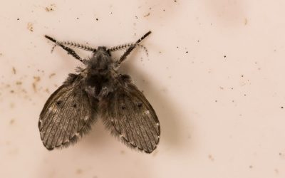 How To Get Rid Of Drain Flies In 5 Different Ways